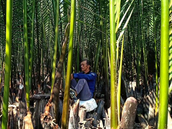 bay-mau-coconut-forest-coconut-ring-tours-1